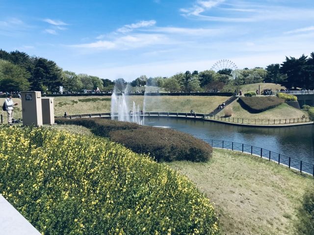 【茨城/ひたちなか】一面に広がる花畑
