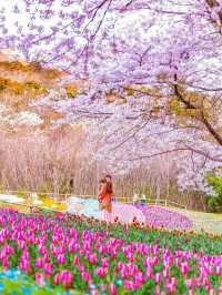【火の山公園】櫻花季🔥🔥，春天旅行推薦🏖️🏖️