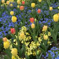 Blossoming Beauty in Montreux: A Lakeside Symphony