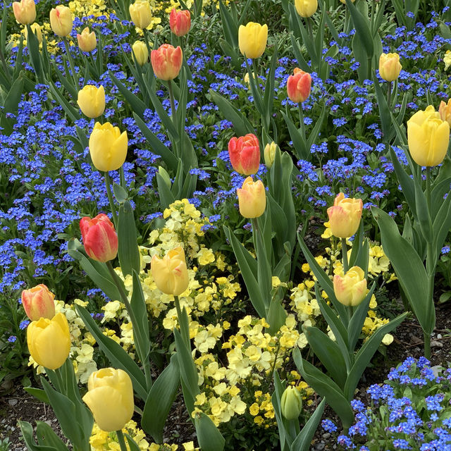 Blossoming Beauty in Montreux: A Lakeside Symphony