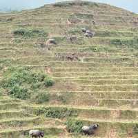 Sapa Serenity: A Journey Through Giang Cha, Ta Phin, and Phin Ho