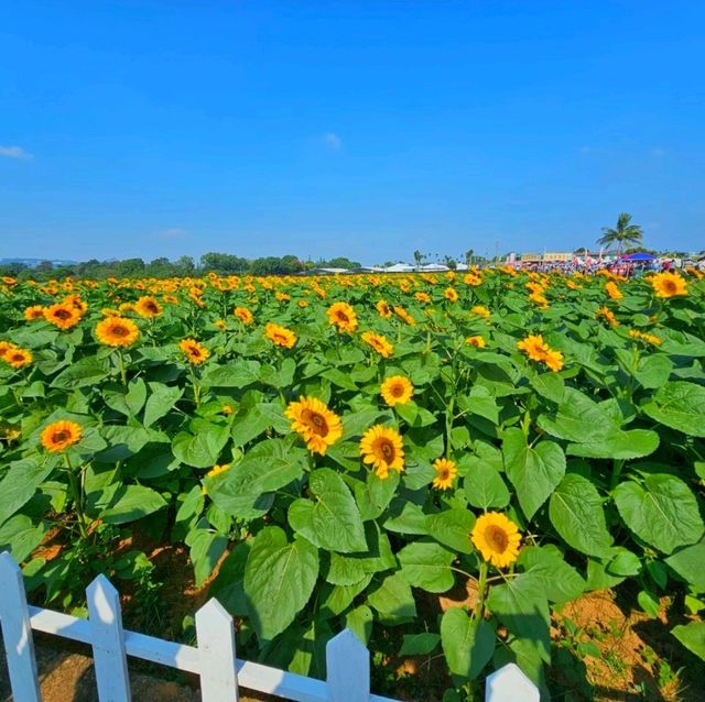 【臺中】花海節：主題不同，花卉的排列和設計也會隨之變化