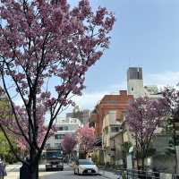 🌸 東京ミッドタウン - 六本木の洗練された都市空間と檜町公園の桜
