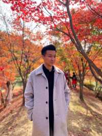 🍂 Colourful Nami Island