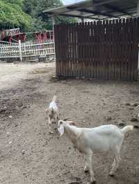 아이와 다녀오기 좋은 은아목장🐮
