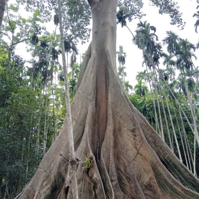 ต้นไม้ยักษ์บ้านสะนำ🌳