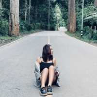 • ถนนต้นยาง • ประตูสู่เชียงดาว 🌳🍃