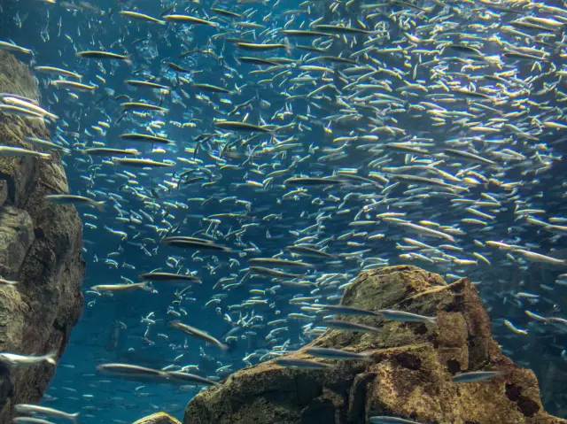 世界上最大水族館之一 大阪海遊館