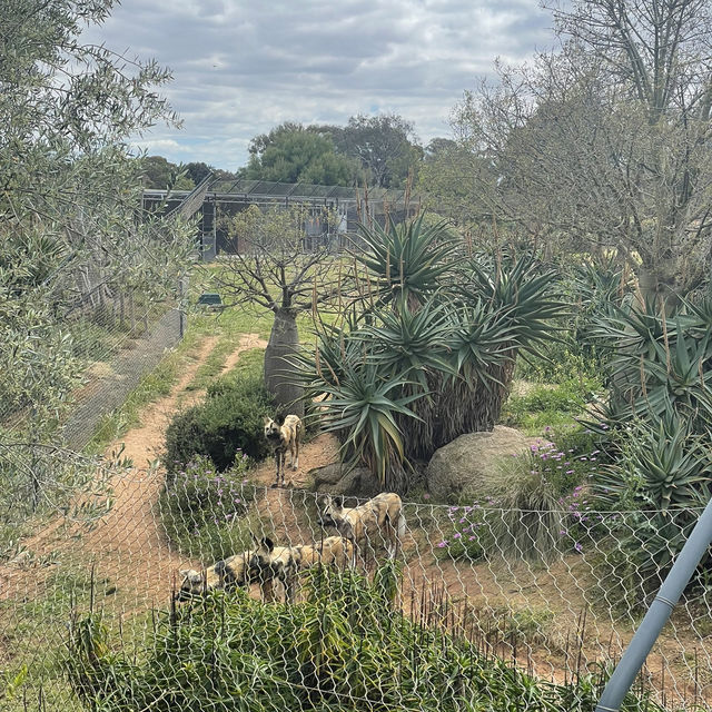 Werribee Zooで体感！サバンナ大冒険のサファリツアー