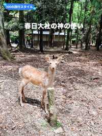 【奈良県】春日大社の神の使い「奈良の鹿」を愛でる