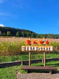 【太陽の丘えんがる公園コスモス園:北海道遠軽町】秋の訪れを教えてくれるコスモス🌸