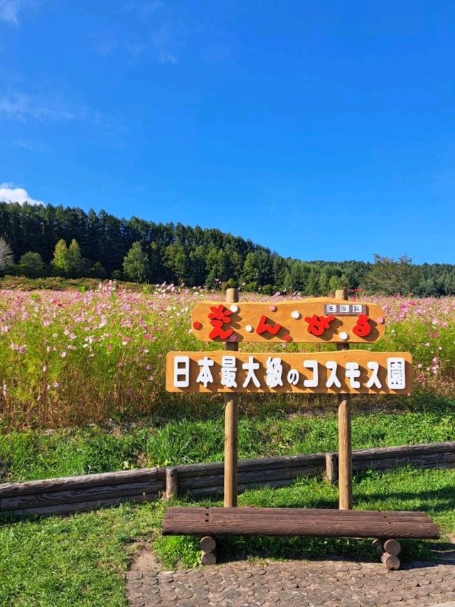 【太陽の丘えんがる公園コスモス園:北海道遠軽町】秋の訪れを教えてくれるコスモス🌸