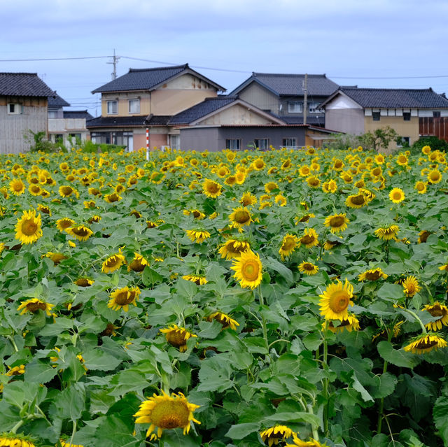 ทุ่ง Spider Lilly,ทานตะวัน,ทุ่งนาศิลปะในที่เดียว
