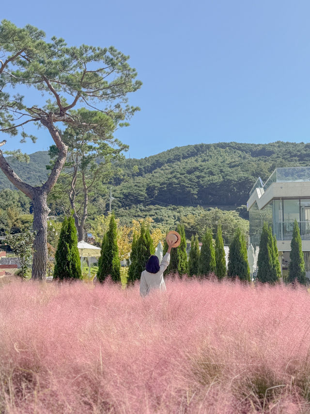 (실시간) 푸르른 호수와 핑크뮬리를 만날 수 있는 청주 근교 카페💗