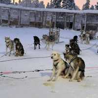 フィンランドで犬ぞり
