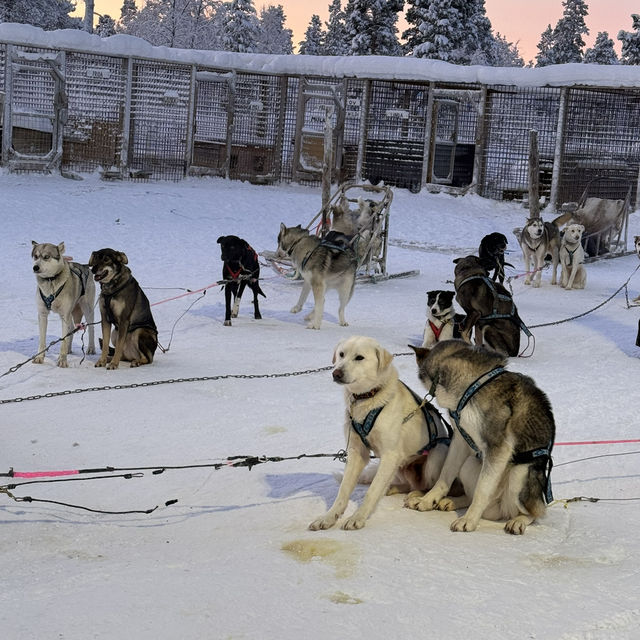 フィンランドで犬ぞり