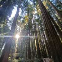 California Giant Redwoods 