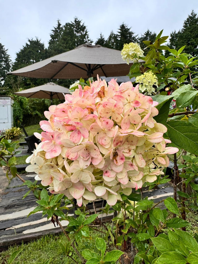 福岡自駕遊‼️直落阿蘇國立公園🫶🏻最大賞花地😎久住花公園😛