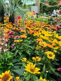 Australian Carnival of Flowers at Flower Dome