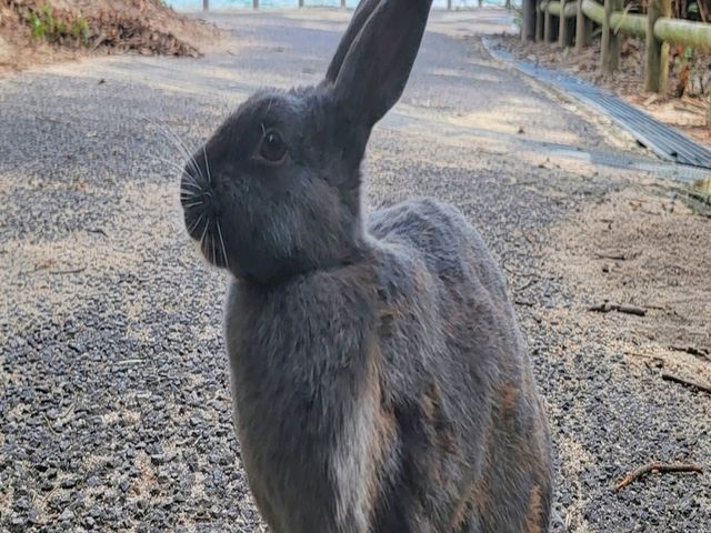 大久野島 來尋找超可愛兔兔