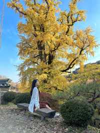 양평 터줏대감 1100살 된 은행나무💛
