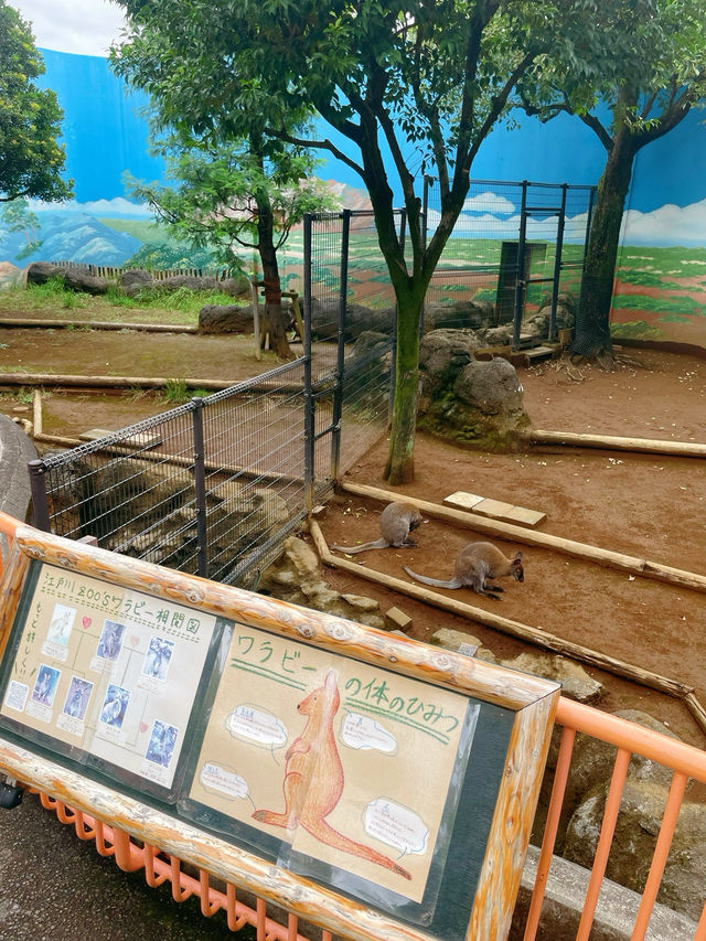 สวนสัตว์เปิดในสวนสาธารณะที่โตเกียว เจ๋งมาก! 🦭🦊