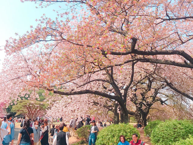 日本🇯🇵東京新宿御苑賞櫻花🌸