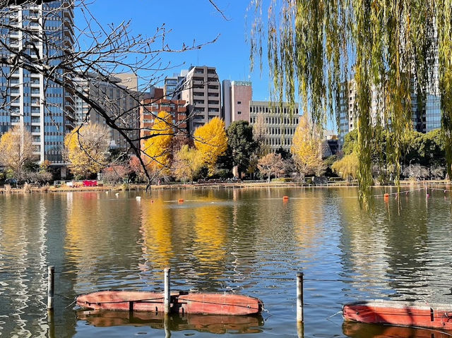 🍁上野公園銀杏黃 🍂金葉飄舞隨風翔