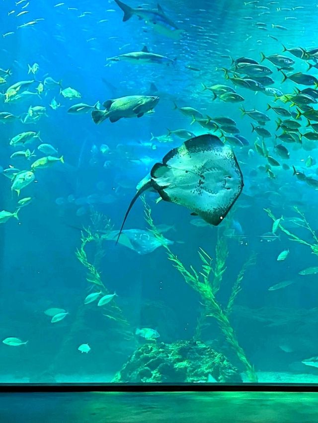 제주 실내 데이트 장소 찾는다면 여기 가세요🐠