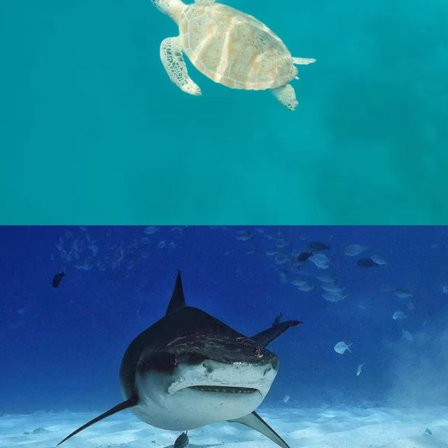 马尔代夫