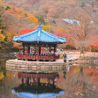內藏山賞楓