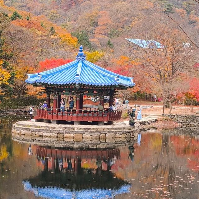 內藏山賞楓