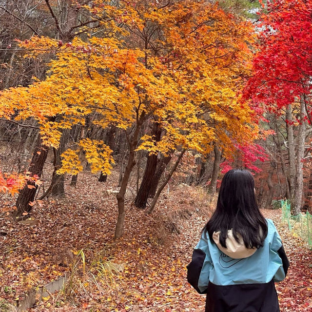 가을 단풍이 멋들어진 충북 괴산 칠보산 🏞️