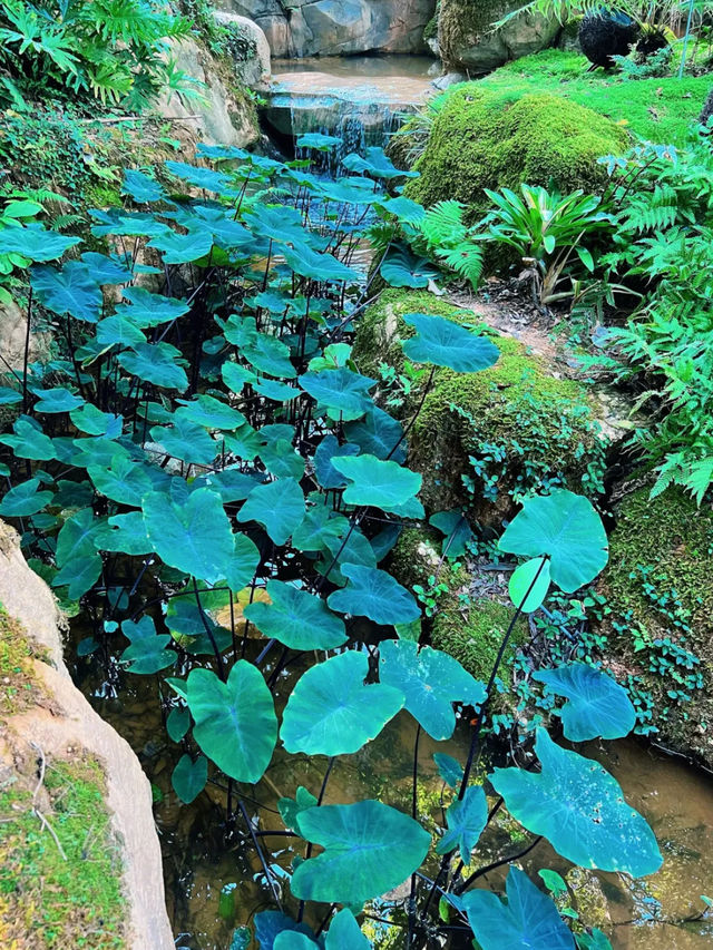 廣州景點📸 雲蘿植物園