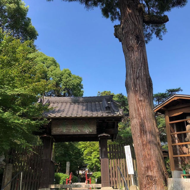 武藏寺，九州歷史最悠久的藤蔓和山茶花美麗的寺院