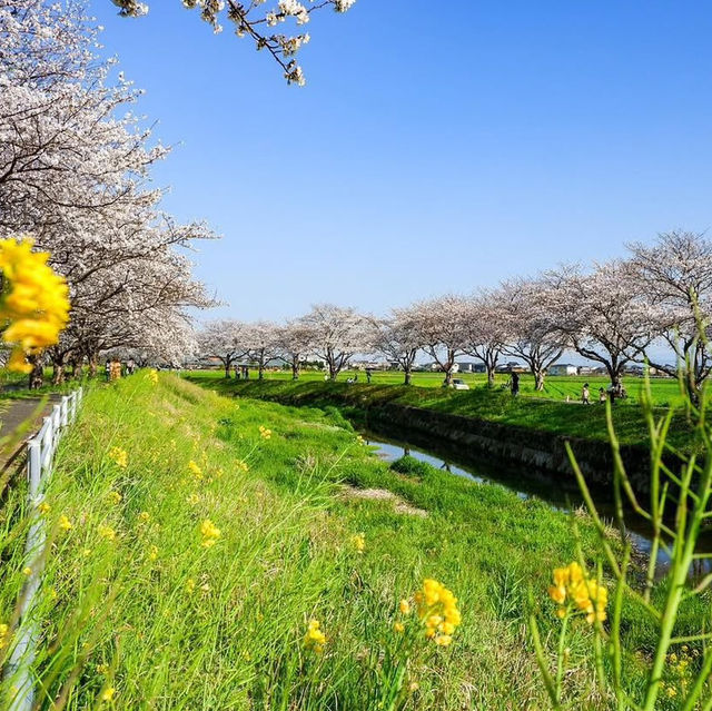 草場川櫻花林蔭樹，享受櫻花和油菜花合作的絕景點