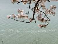 Blossoms and Breeze: The Sakura Magic of Bomun Lake in Spring