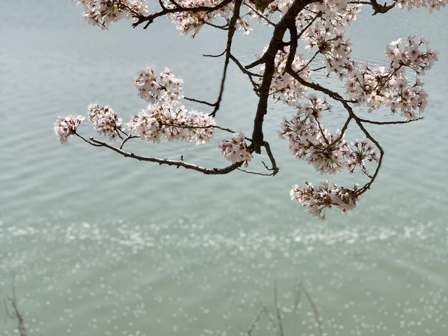 Blossoms and Breeze: The Sakura Magic of Bomun Lake in Spring