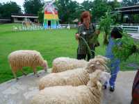 ฟาร์มแกะทหารช่าง 🐑 