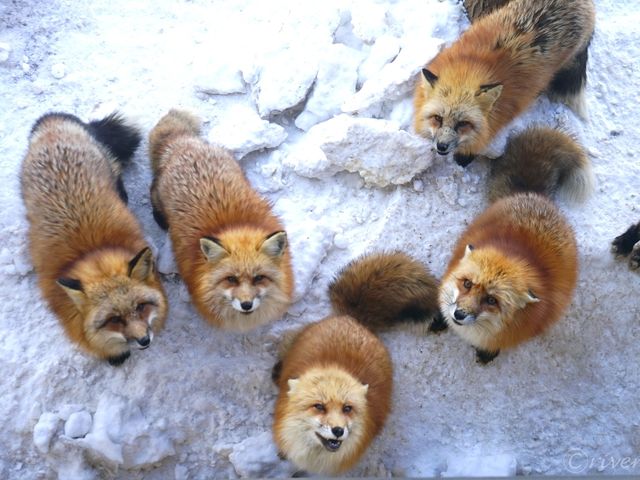【宮城県】キツネの可愛いが大渋滞！「宮城蔵王キツネ村」