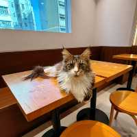 聖誕必去貓cafe