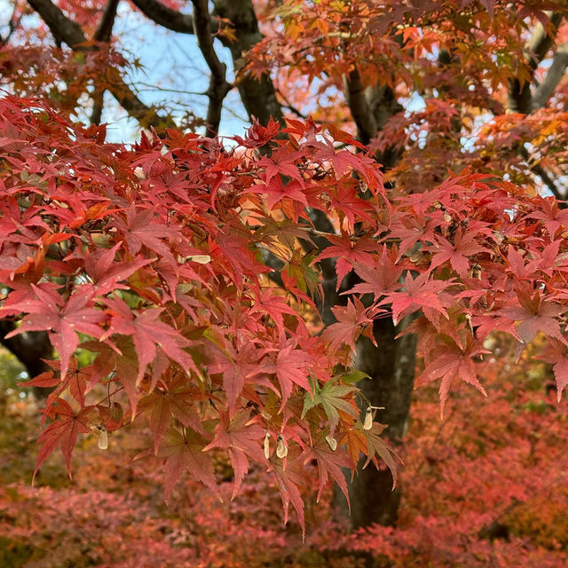 福岡筥崎宮 - 隱世之美，紅葉如畫