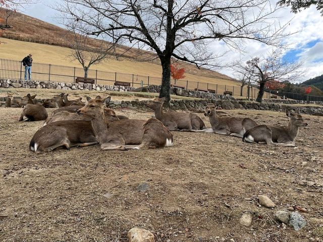 Make the most out of Nara