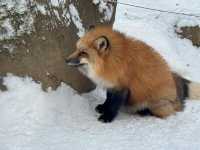 Feeling Foxy at Zao Fox Village