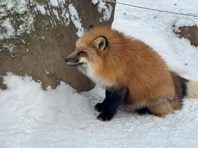 Feeling Foxy at Zao Fox Village