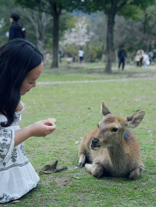 《奈良》春の古都に今年訪れてみてはいかが？