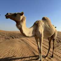 A thrilling desert adventure in Dubai! 🐪🐫🏜️