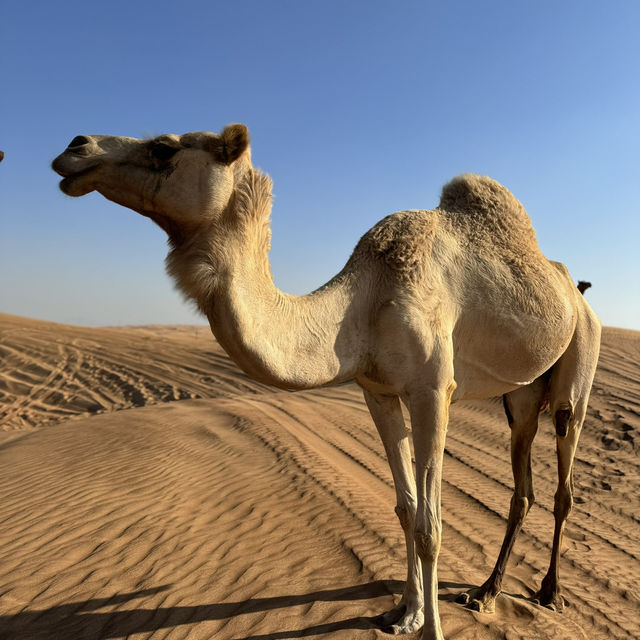 A thrilling desert adventure in Dubai! 🐪🐫🏜️