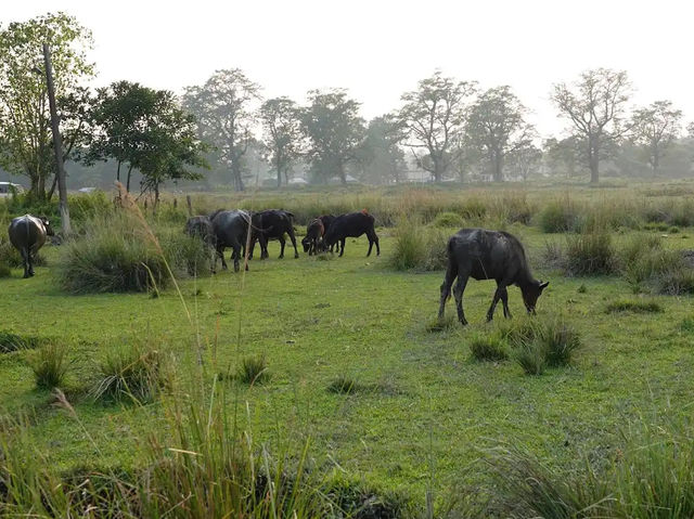 奇特旺國家公園