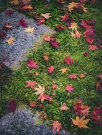 🍁 秋の西芳寺で感じる静寂と彩り ✨